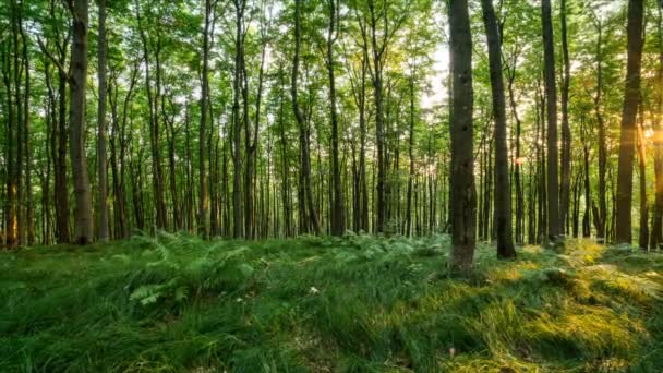 Lumière du soleil dans la forêt verte Time lapse — Video