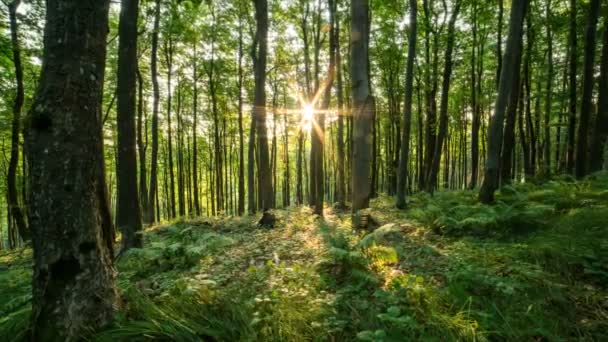 Güneş Yeşil Ormandaki Ağaçların Arkasında Hareketli Doğa Manzara Gündoğumu Sabah — Stok video