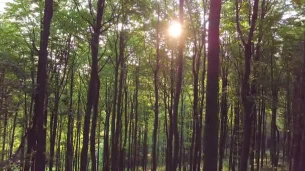 Vliegen omhoog in vreedzame licht groene bos — Stockvideo