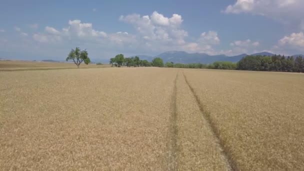 Camino en campo de trigo en el país de verano — Vídeos de Stock