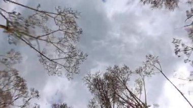 Hassas çayır bitkilerinin çerçevelediği gri bulutların alçak açılı görüntüsü. Kamera uzun otların ve otların arasından yavaşça yükselir, sakin, atmosferik doğal bir zemin oluşturur..