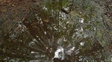 Ormandaki küçük bir su birikintisine düşen yağmur damlaları suya yansıyan ağaçlar. Sakinleştirici ve rahatlatıcı doğal arka plan, meditasyon, doğa atmosferleri ve çevresel temalar için mükemmel.