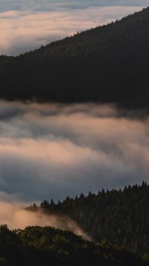 Panoramik saat 9: 16 'da orman tepeleri ve vadileri üzerindeki hızlı hareket eden sisi şafakta yakalıyor. Yumuşak gün doğumu parıltısı, sakin bir hava ve ağaçların üzerindeki atmosferik katmanlar. Seyahat ve yürüyüş için ideal arka plan