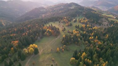 Gün doğumunda sakin bir sonbahar ormanı manzarası. Altın yapraklar, yuvarlanan tepeler ve çayırlar sakin bir kırsal manzara yaratır. Yumuşak sabah ışığı doğal dokuları ve huzurlu kırsal kesimi gözler önüne seriyor.