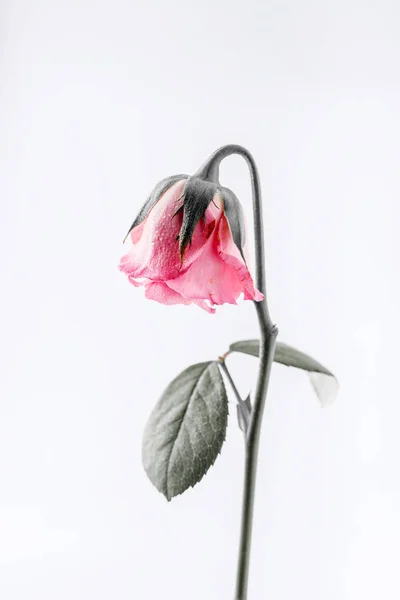 Withered Beautiful Pink Rose Isolated White Background — Stock Photo, Image