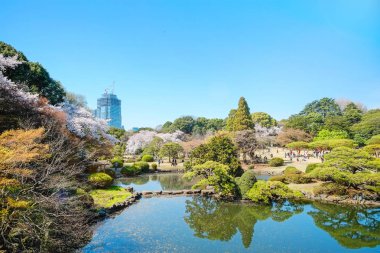 Kırmızı, yeşil willow, çiçeği sakura, açık havuz ve parlak canlı mavi gökyüzü bahar kiraz çiçeği sezonu, Shinjuku Gyoen Park, Tokyo, Japonya ile güzel sahne