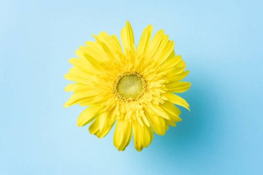 Mavi arkaplanda sarı ayçiçeği, maket alanı için kopyala.