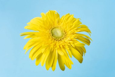 Mavi arkaplanda sarı ayçiçeği, maket alanı için kopyala.