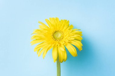 Mavi arkaplanda sarı ayçiçeği, maket alanı için kopyala.