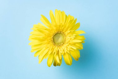 Mavi arkaplanda sarı ayçiçeği, maket alanı için kopyala.