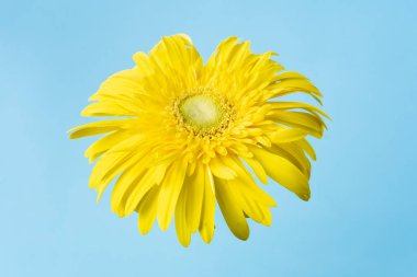 Mavi arkaplanda sarı ayçiçeği, maket alanı için kopyala.