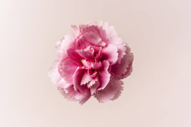 Tasarım kavramı-üst ve bej arka planda pembe karanfil görünümü yakın