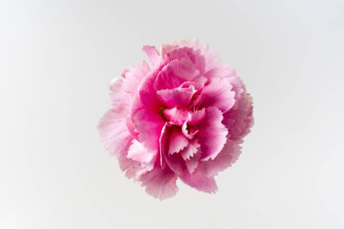 Tasarım kavramı-üst ve bej arka planda pembe karanfil görünümü yakın