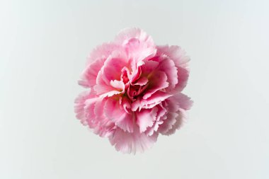 Tasarım kavramı-üst ve bej arka planda pembe karanfil görünümü yakın