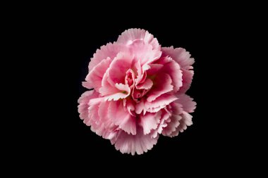 Siyah arka planda bir karanfil çiçek üst ve yakın görünüm