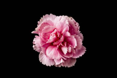 Siyah arka planda bir karanfil çiçek üst ve yakın görünüm