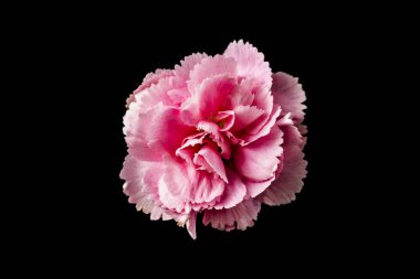 Siyah arka planda bir karanfil çiçek üst ve yakın görünüm