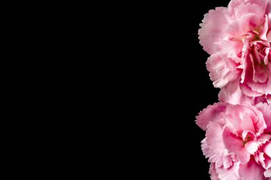 Kopya alanı ile siyah arka planda pembe karanfil çiçekler