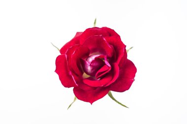 kırmızı gül beyaz arkaplanda izole