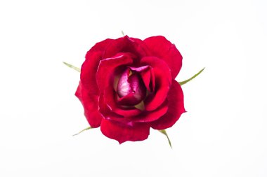 kırmızı gül beyaz arkaplanda izole