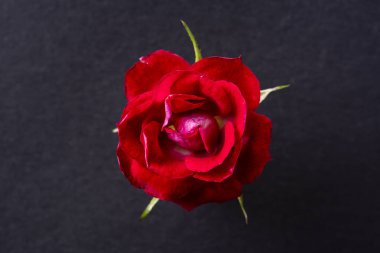 Derin siyah arka planda kırmızı gül