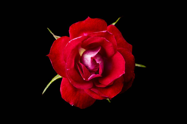 Red rose on deep black background
