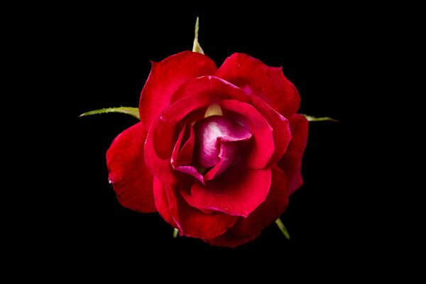 Red rose on deep black background