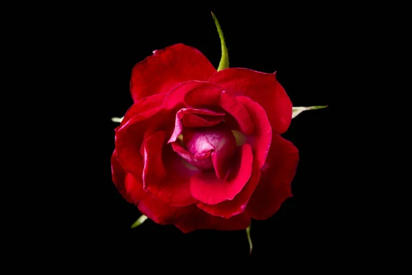 Rosa Rossa Fondo Nero Profondo — Foto Stock