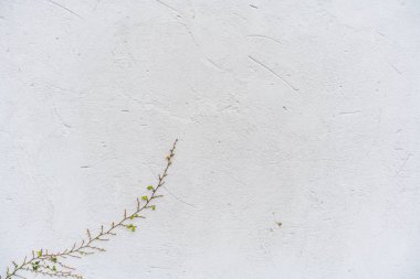 Tasarım konsepti - eski vintage duvar ve yeşil bitkiler