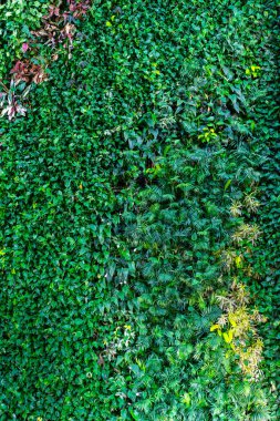 Tasarım konsepti - arka plan tasarımı ve eko konsept için vintage yeşil çim duvar arka plan doku