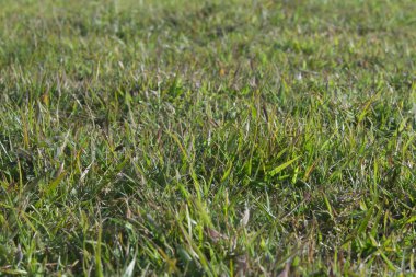 Gazon sauvage  la campagne