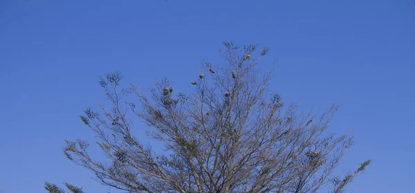 Arbre Madagascar Aux Branches Seches Fond Ciel Bleu — Foto de Stock