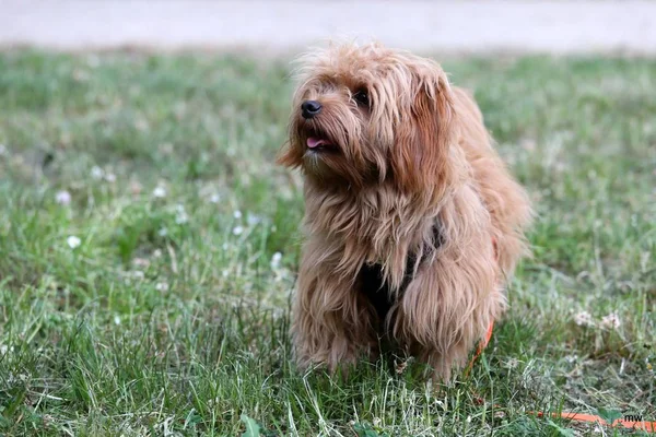 The castle park in Wittenberg is developing into a dog paradise