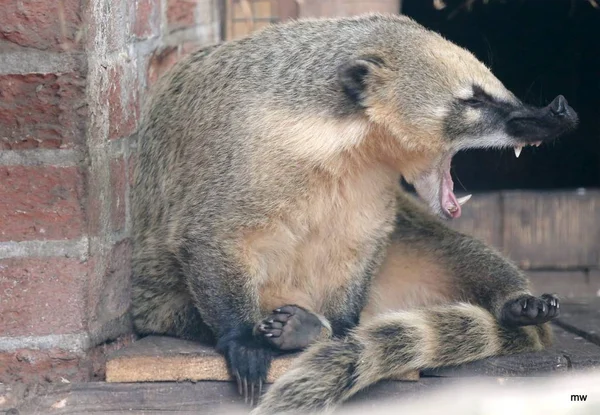 行动中的长浣熊 — 图库照片