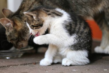 6 haftalık bebek kedi