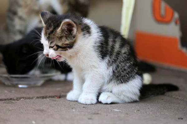 Hafta Eski Güzel Tadı Kedi Bebek Süt Cats Aşk — Stok fotoğraf