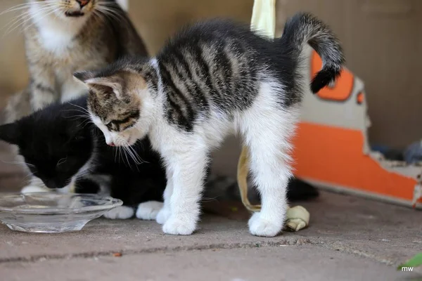 Kedi Içme Oynayan Haftalık Bebek — Stok fotoğraf