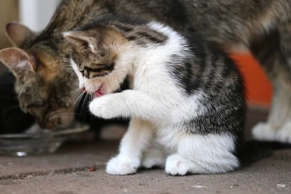 Semanas Idade Bebê Gato Fotos De Bancos De Imagens