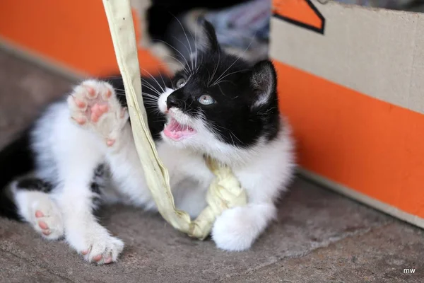 Brincando Com Gatinho — Fotografia de Stock