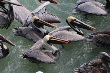 Pelikan Miami besleme