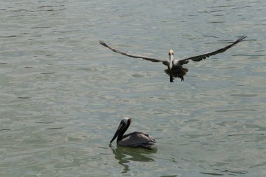 Miami Florida doğası ile güzel bir deneyim