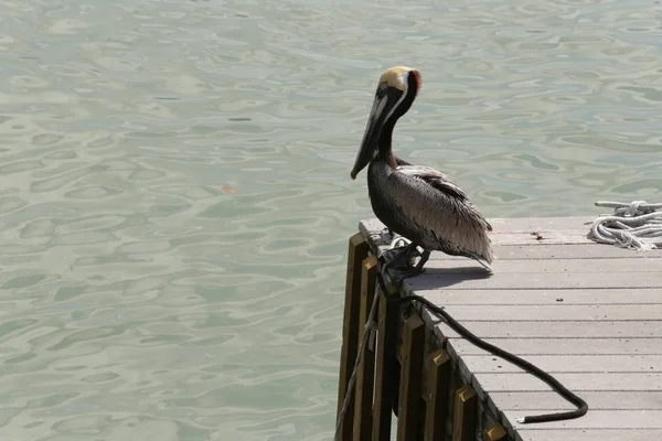 Miami Florida Doğası Ile Güzel Bir Deneyim — Stok fotoğraf