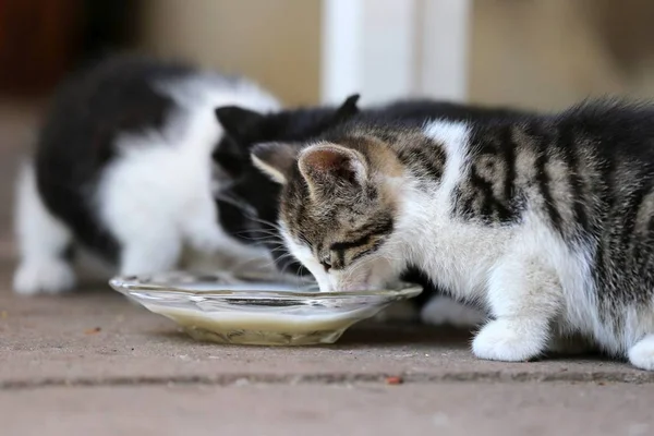 Katzenbabys Aktion Spielen Essen Chillen Gatos Bebês Ação Jogar Comer — Fotografia de Stock