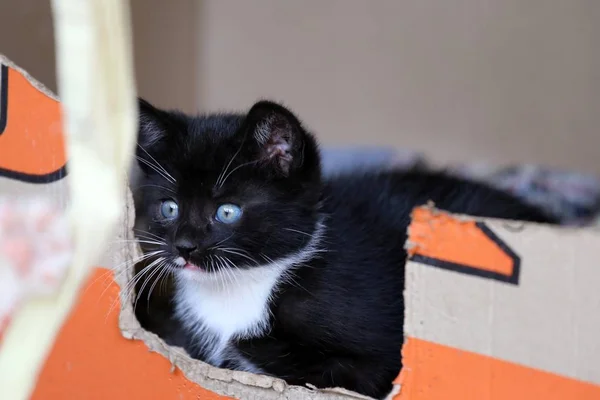 Aktion Katzenbabys Spielen Essen Chillen Kediler Başında Oyun Yemek Soğutma — Stok fotoğraf