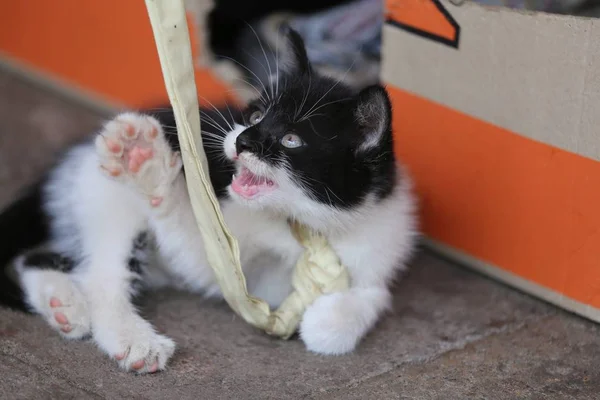 Katzenbabys Aktion Spielen Essen Chillen Gatos Bebês Ação Jogar Comer — Fotografia de Stock