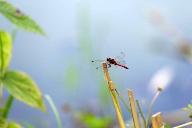 Yusufçuk yaklaşımı