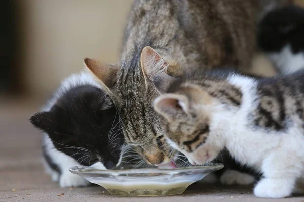 Pequeno Gato Vivo Comendo Brincando Arrepiando — Fotografia de Stock