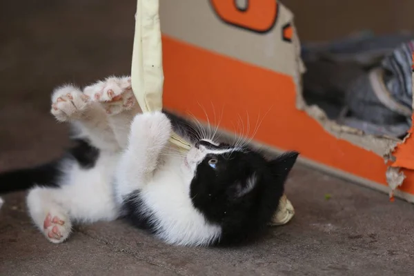 Pequeno Gato Vivo Comendo Brincando Arrepiando — Fotografia de Stock