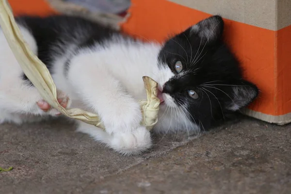 Pequeno Gato Vivo Comendo Brincando Arrepiando — Fotografia de Stock
