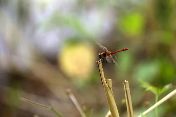 Dragonfly Підході — стокове фото